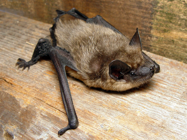 Breitflügelfledermaus (Eptesicus serotinus)